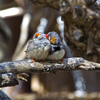 Limassol zoo-zebra finches